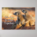 Search for meerkats Animals in the wild
