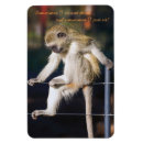 Search for funny monkey slogan Cute