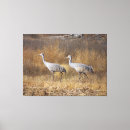 Search for wildlife canvas prints Birds