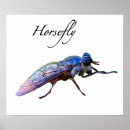 Search for entomology posters Fly