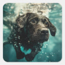 Search for underwater design stickers Dog products
