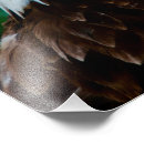 Search for eagle feathers posters Majestic