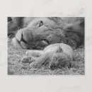Search for lion cub postcards Baby
