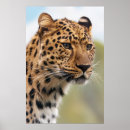 Search for head shot Predator