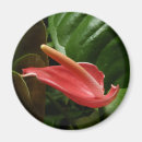 Search for callas magnets Nature