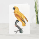 Search for tropical parrot cards Bird