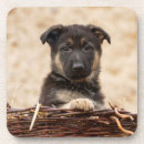 Search for german shepherd coasters Cute