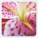 Search for stargazer stickers Nature