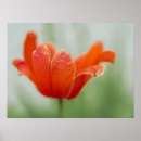 Search for petal posters Summer