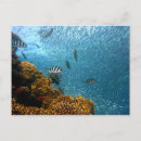Search for coral reef life postcards Fish