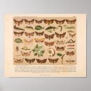 Search for entomology posters Bugs