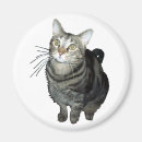 Search for tabby magnets Kitty