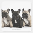 Search for pedigree stickers Animals