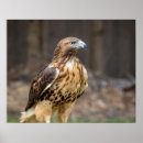 Search for red tailed hawk posters Animal