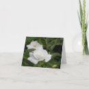 Search for purity cards Peace