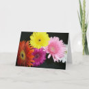 Search for gerber cards Daisies