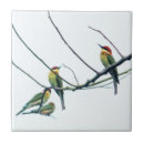 Search for indian tiles Nature