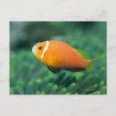 Search for up and fish postcards Sealife