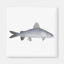 Search for catfishing magnets Sea