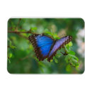 Search for blue butterfly rectangular magnets Animals