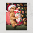 Search for funny cat christmas invitations Avanti press