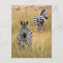 Search for african animal postcards Outdoors