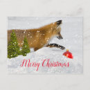 Search for red foxes postcards Winter