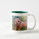 Search for labradoodle mugs Poodle