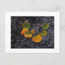 Search for shade postcards Tree