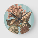 Search for sand dollar clocks Sea life