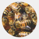 Search for producers stickers Bees