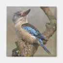Search for kookaburra magnets Laughing