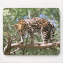 Search for ecuador mouse mats Animal