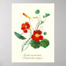 Search for nasturtium posters Orange