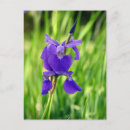 Search for sincerity postcards Thanks