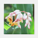 Search for shell pictures magnets Photography