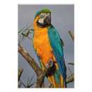 Search for goldie posters Pet