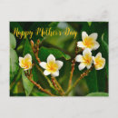 Search for frangipani postcards Flower