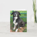 Search for shelters cards Dogs