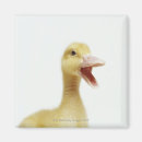 Search for chick 1 magnets Nature