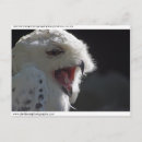 Search for beak horizontal postcards Feathers