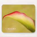 Search for calla electronics Lily