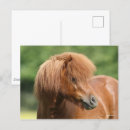 Search for shetland ponies postcards Bob langrish
