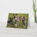 Search for wild dog cards Dogs