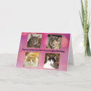 Search for four cats cards Funny cat