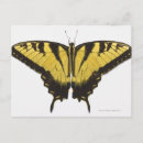 Search for swallowtail postcards Animal