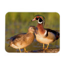 Search for wetlands magnets Superstock