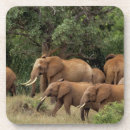 Search for african coasters Big