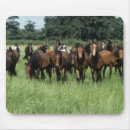 Search for thoroughbred mouse mats Grass