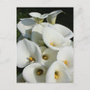 Search for calla vertical postcards Lily